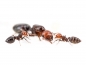 Preview: Crematogaster scutellaris